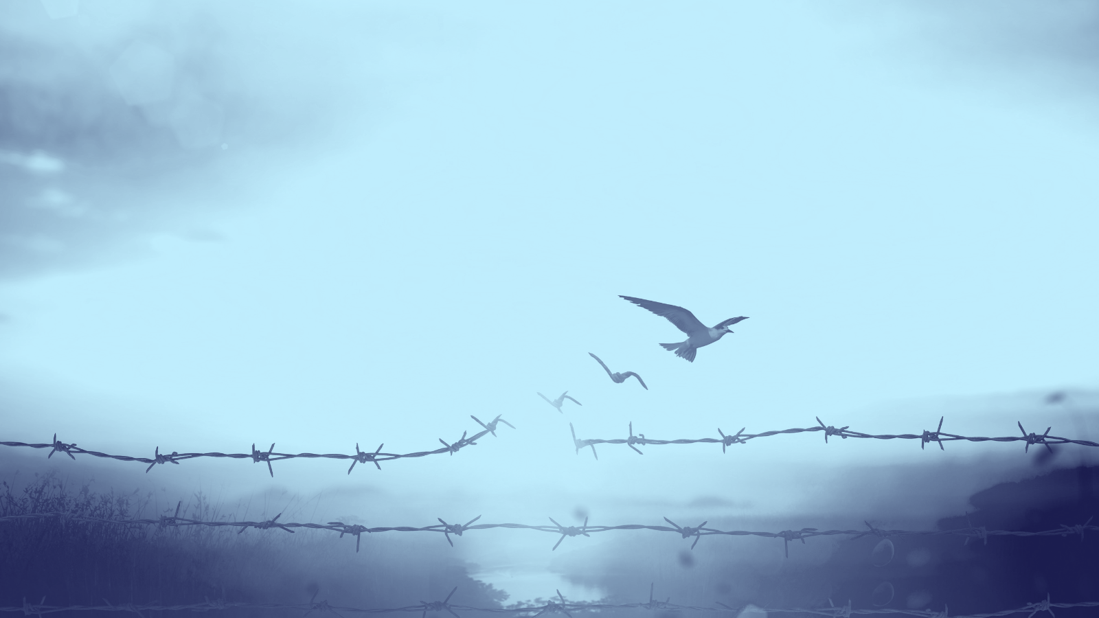 Blue duotone photo of bird breaking through barbed wire fence
